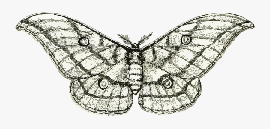Moth 3 Clip Arts - Moth, Transparent Clipart