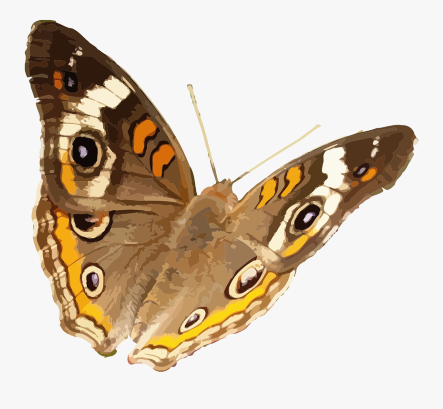 Common Buckeye Butterfly Png, Transparent Clipart