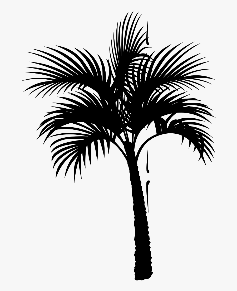 Coconut Tree Vector, Transparent Clipart