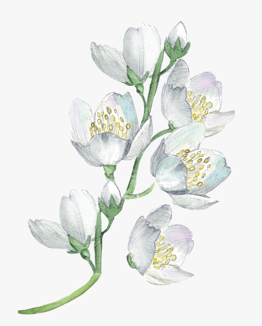 White Flowers Watercolor Painting Flower Floral Design, Transparent Clipart
