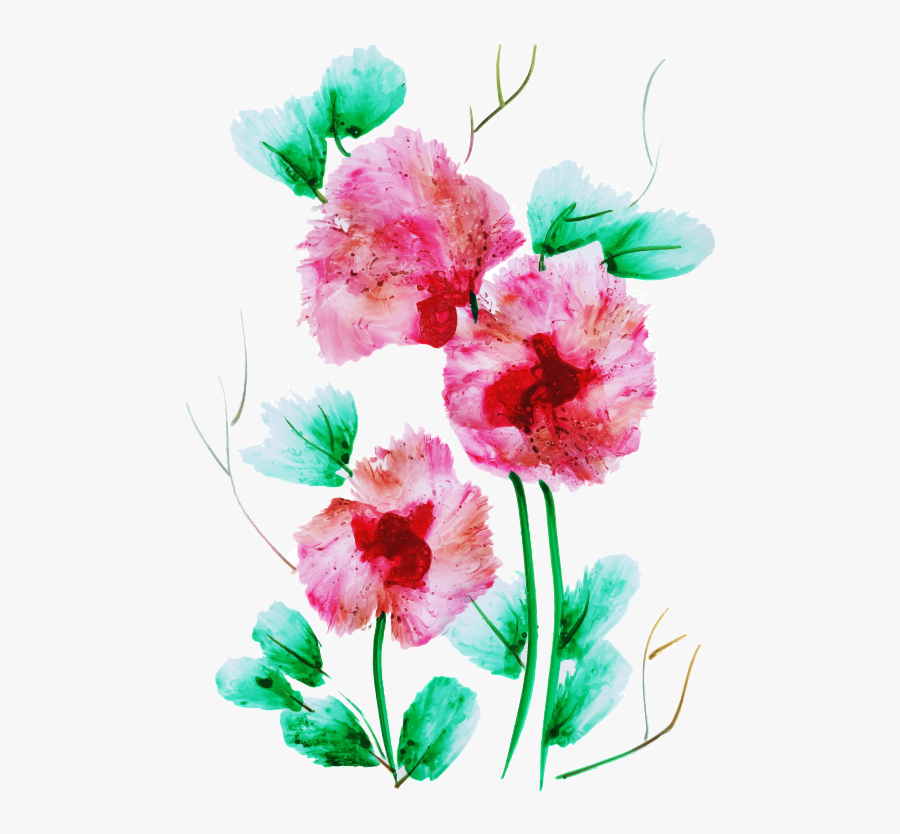 Sweet William, Transparent Clipart