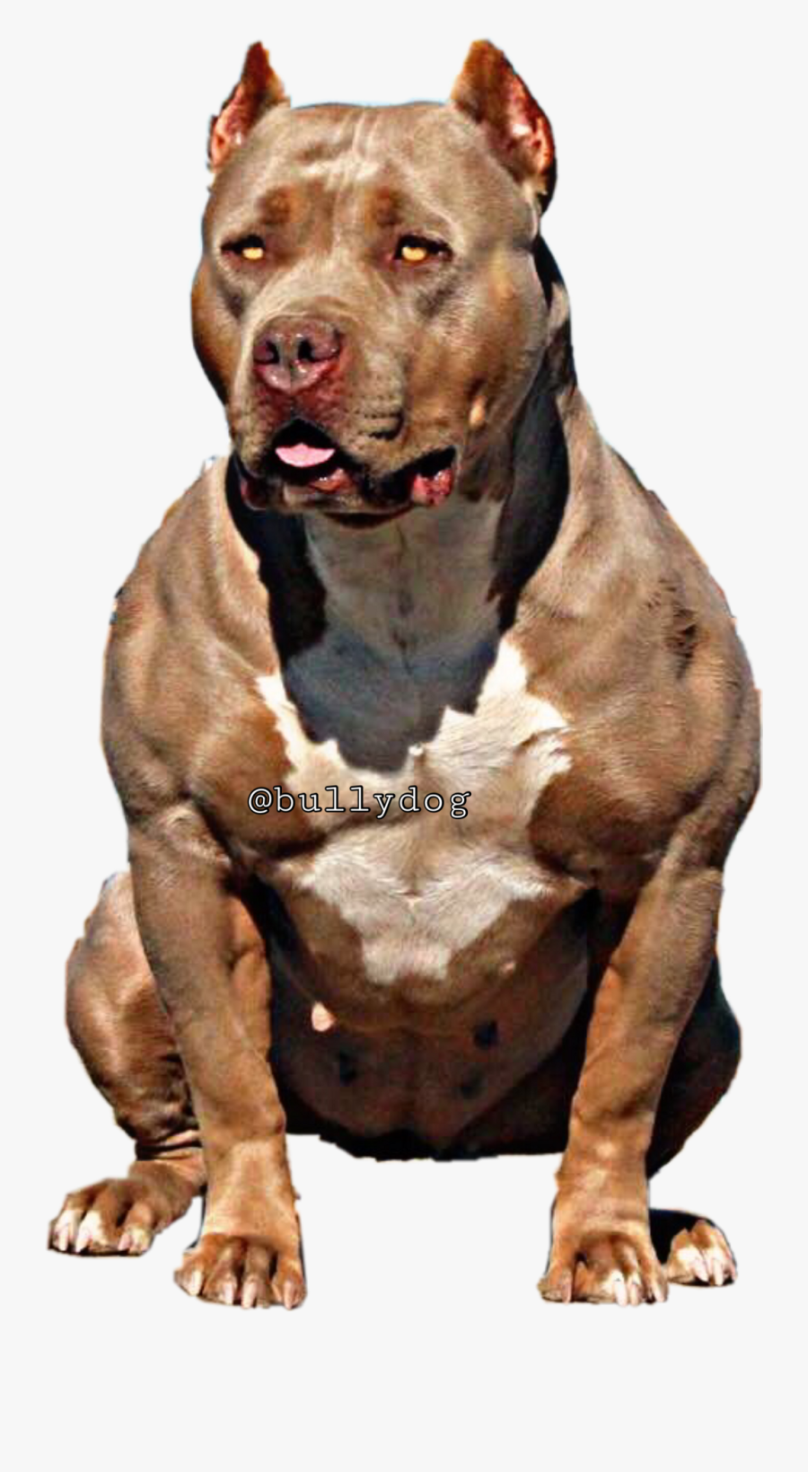 Bully Dog Png, Transparent Clipart