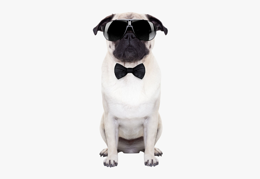 Wearing Sunglasses Photography Dog Puggle Puppy Stock - Dog With Sunglasses Png, Transparent Clipart