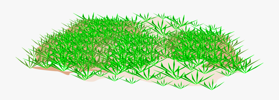 Plant,aquarium Decor,grass Family - Ground With Grass Clipart, Transparent Clipart