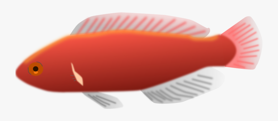 Aquarium Fish - Cirrhilabrus Jordani - Long Fish Clip Art, Transparent Clipart