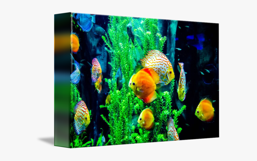 Clip Art Pictures Of Fish In The Ocean - Aquarium, Transparent Clipart