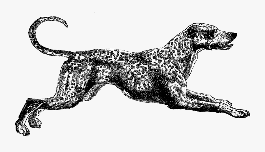 Vintage Dalmatian Clip Art - Vintage Drawing Dog Png, Transparent Clipart