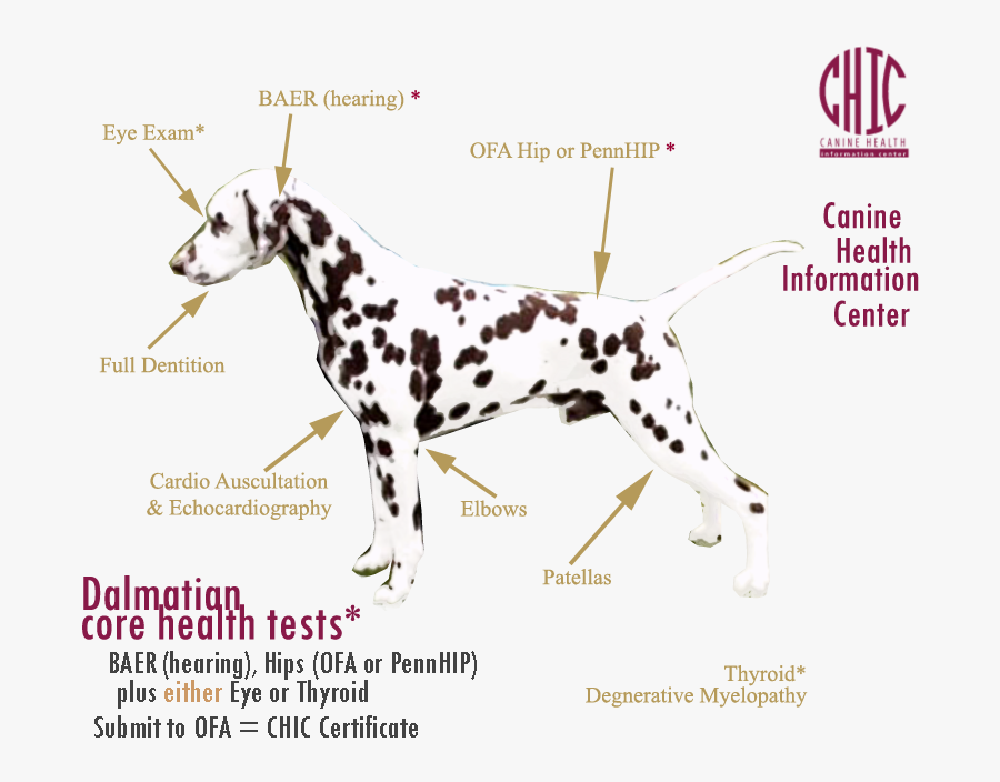 Dalhealthtests 2a - Diagram Of A Dalmatian, Transparent Clipart