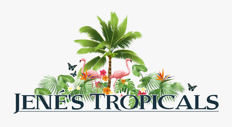 Clip Art Fruits St Petersburg Florida - Tropicals, Transparent Clipart