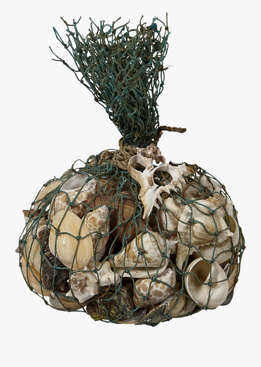 Shells In Blue Trawler Net-1 Kilo - Elephant Garlic, Transparent Clipart