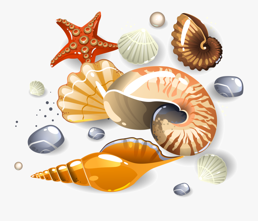 Seashell On Sand Cartoon, Transparent Clipart