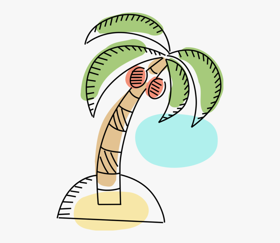 Vector Illustration Of Arecaceae Palm Tree With Coconuts - Setting Archetypes Examples Forest, Transparent Clipart