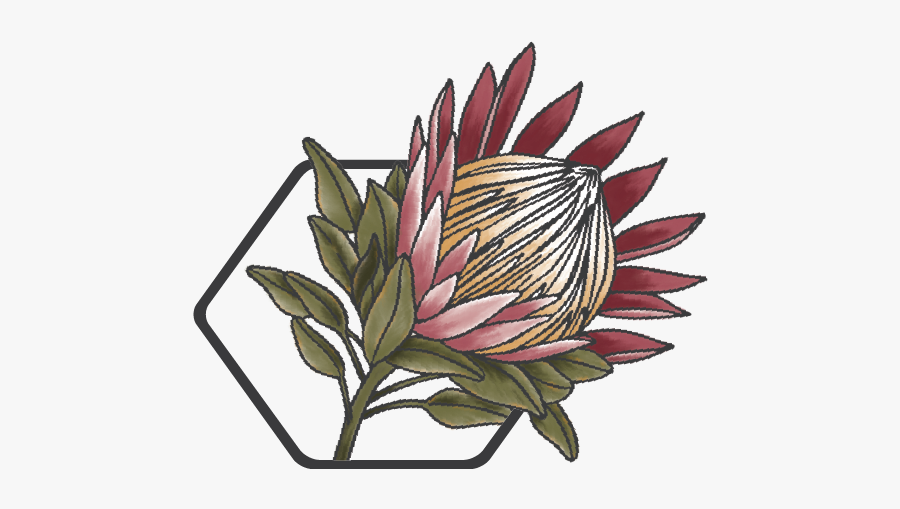 Bhw Mark - Giant Protea, Transparent Clipart