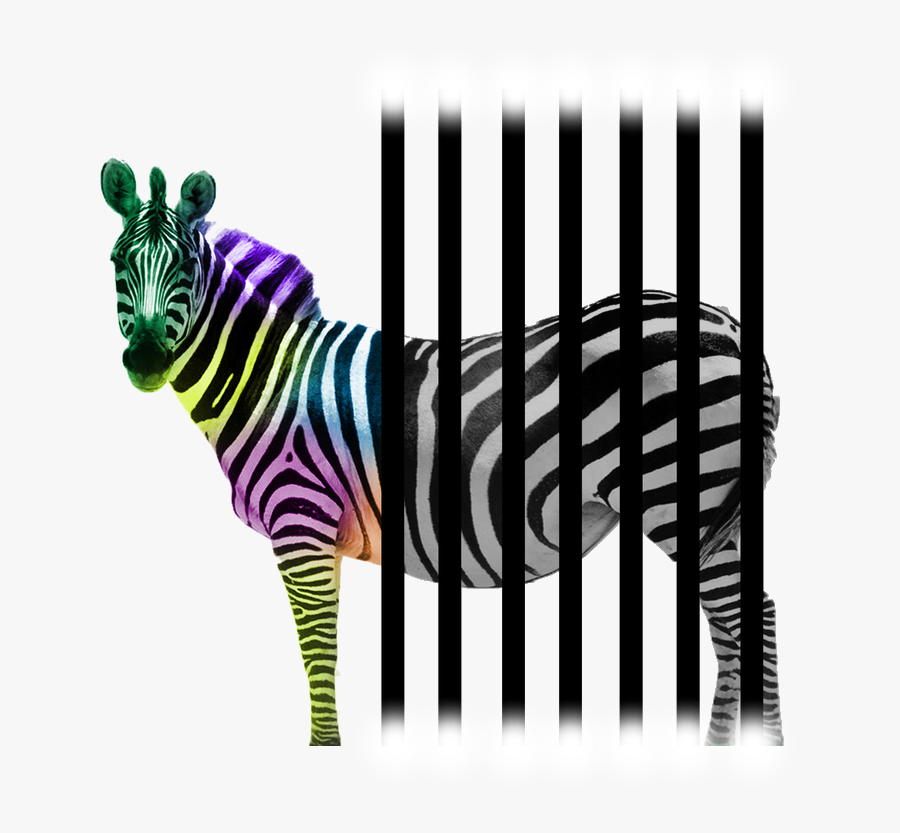 Zebra, Transparent Clipart