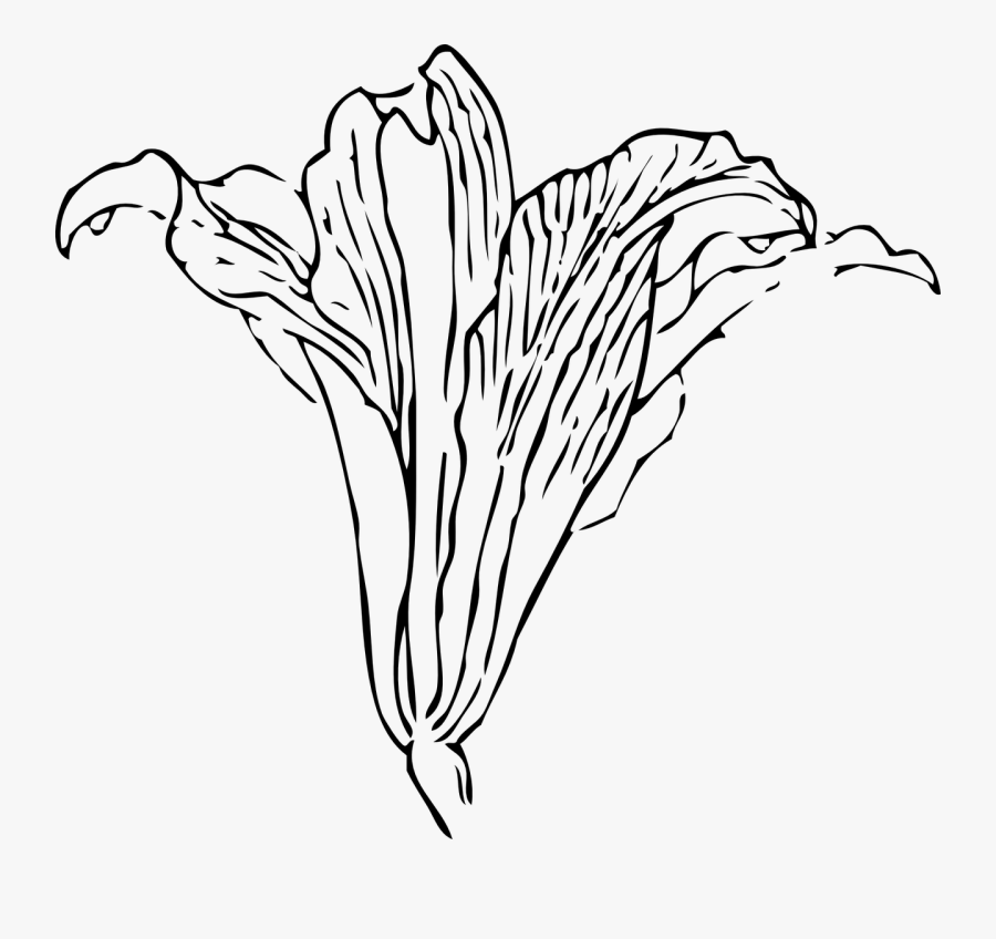 Transparent Easter Lily Png - Gray Calla Lily Png, Transparent Clipart