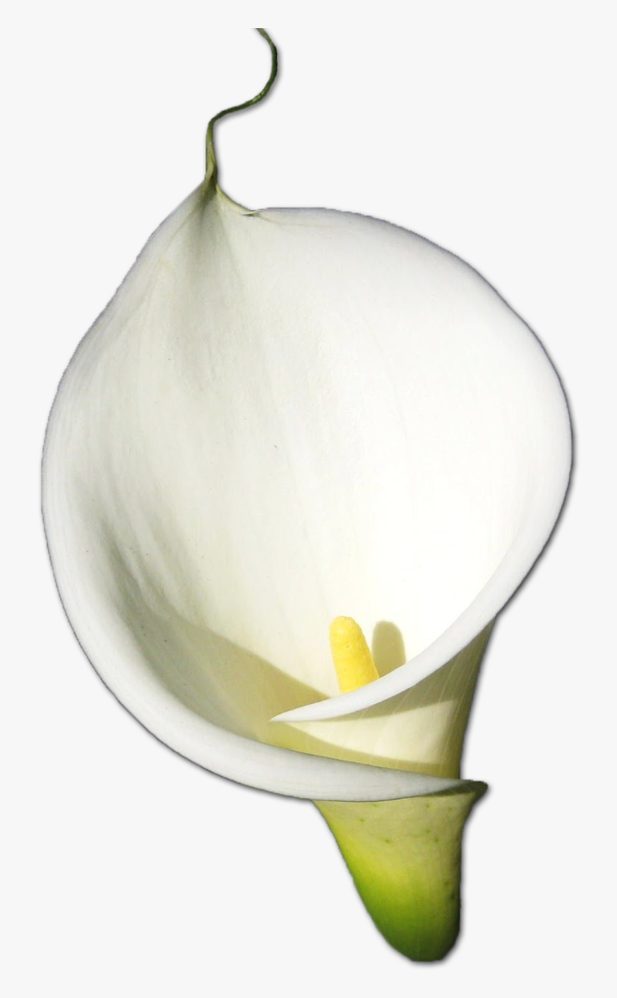 Lily Transparent Calla - Arum, Transparent Clipart