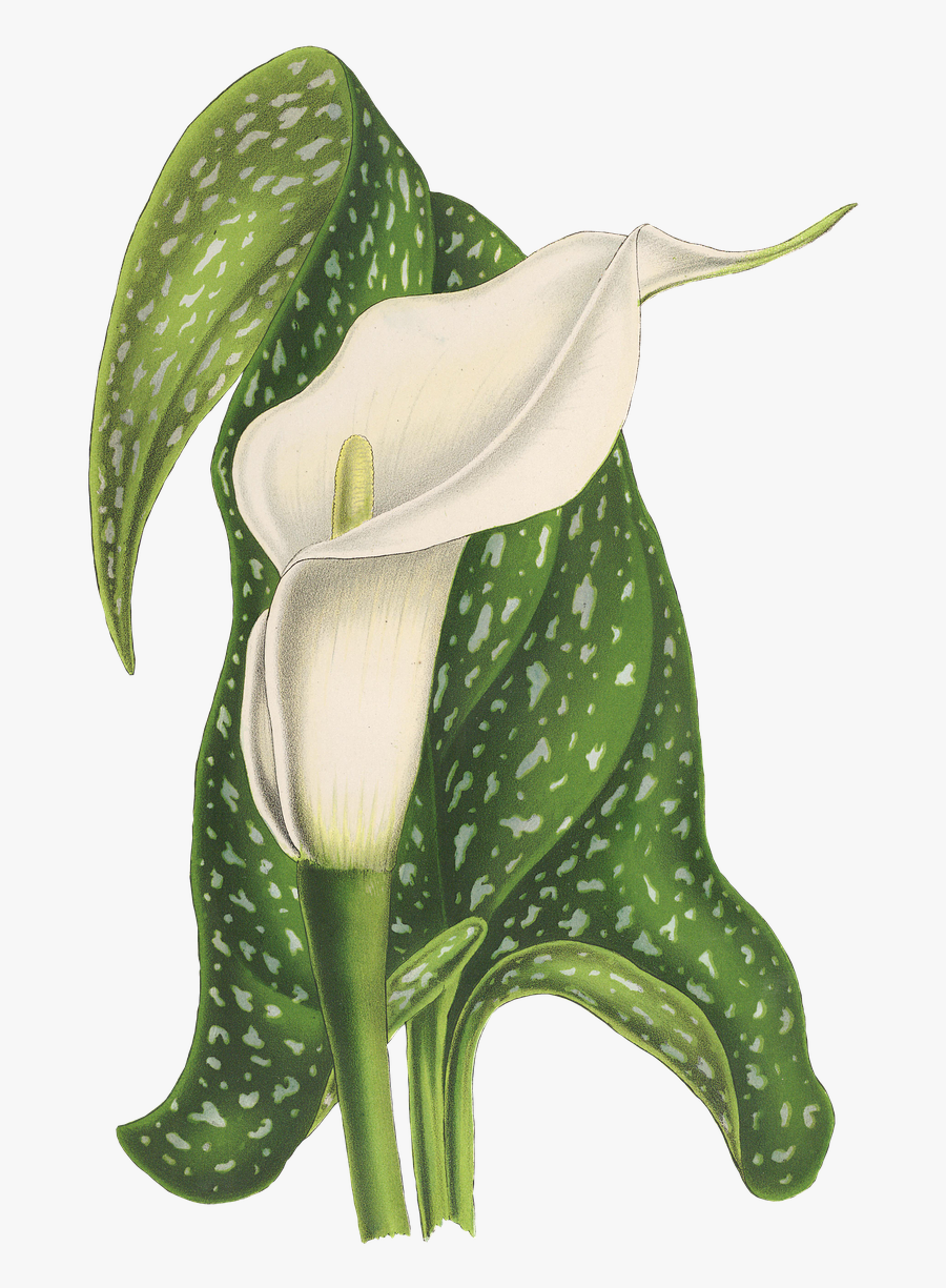 Calla Flower Plant Free Picture - Lilies Arum Lilies, Transparent Clipart