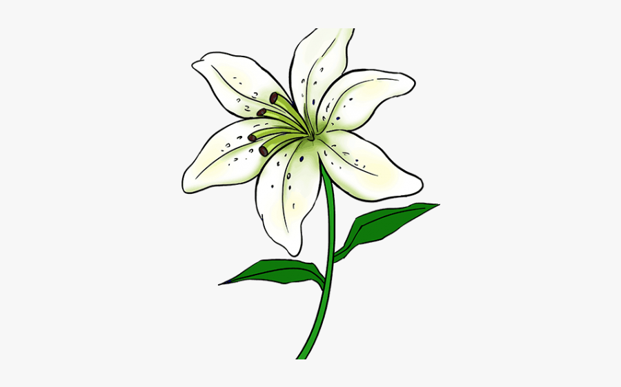 Lily Flower To Draw, Transparent Clipart