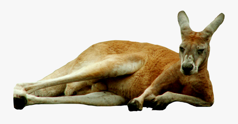 Transparent Kangaroo Clipart - Transparent Background Kangaroo Png, Transparent Clipart