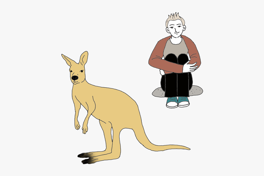 Kangaroo, Transparent Clipart