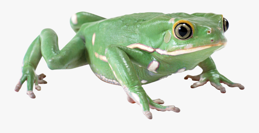 Green Frog Png - Frog With No Background, Transparent Clipart