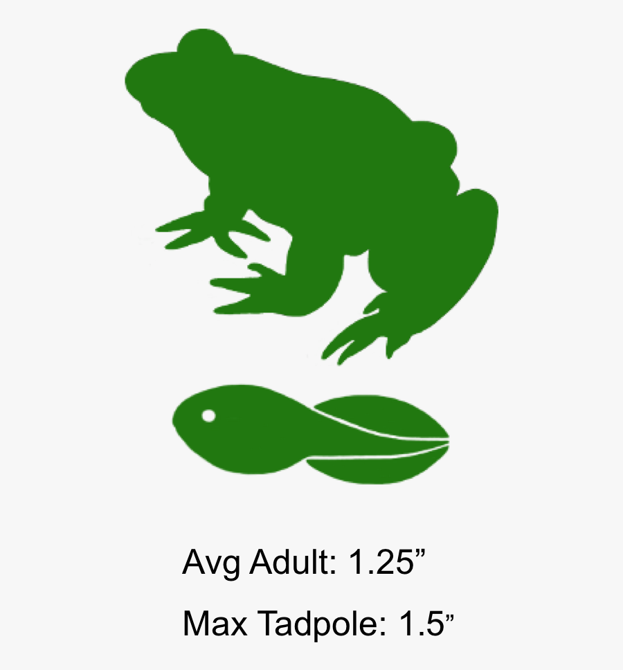 Pine Barrens Tree Frog Tadpole, Transparent Clipart