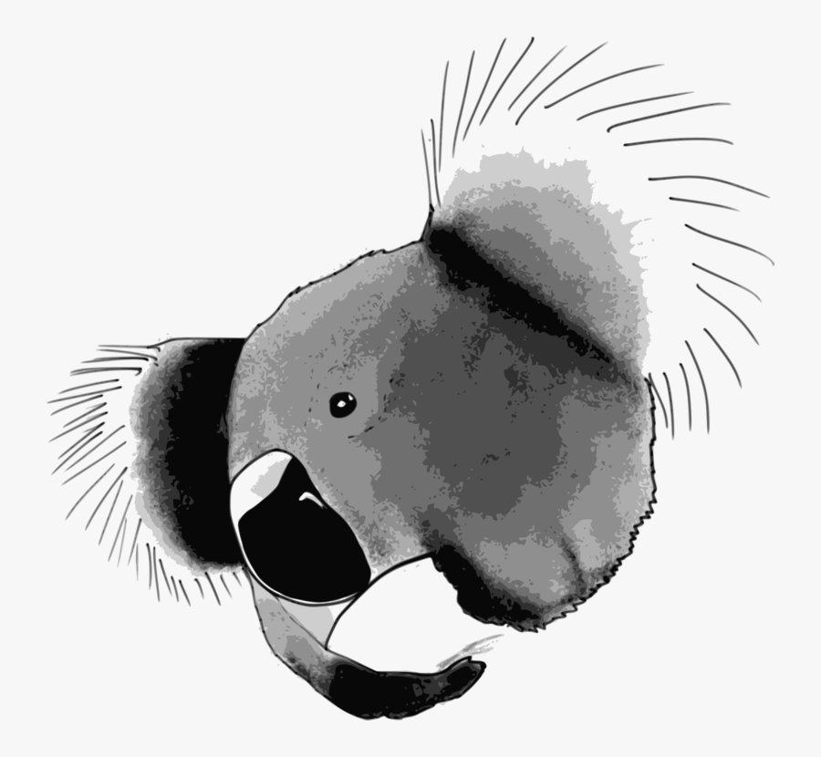 Flightless Bird,monochrome Photography,carnivoran - Koala, Transparent Clipart