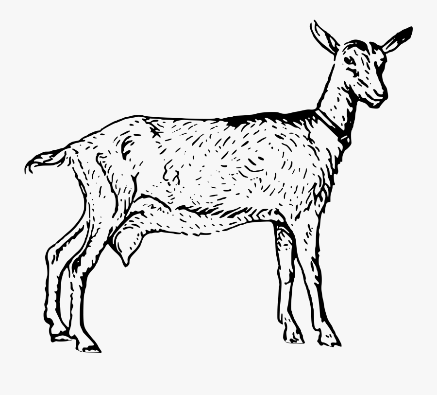 Goat Drawing Png - Black And White Goat Clipart, Transparent Clipart
