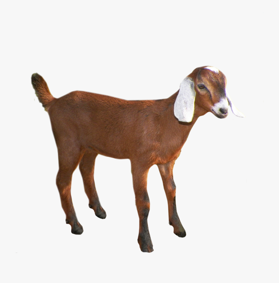 Transparent Background Goat Clipart, Transparent Clipart