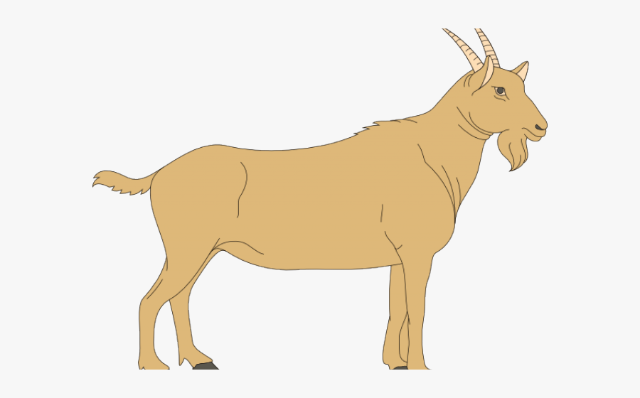 Blank Ruminant Digestive System, Transparent Clipart