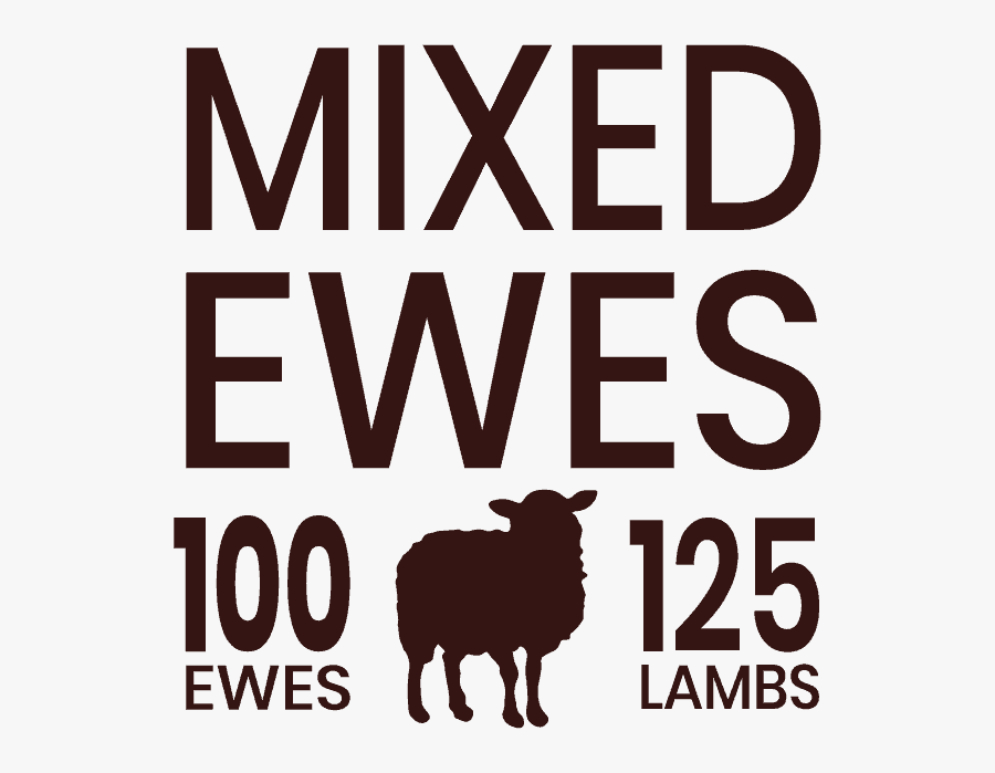 Sheep, Transparent Clipart