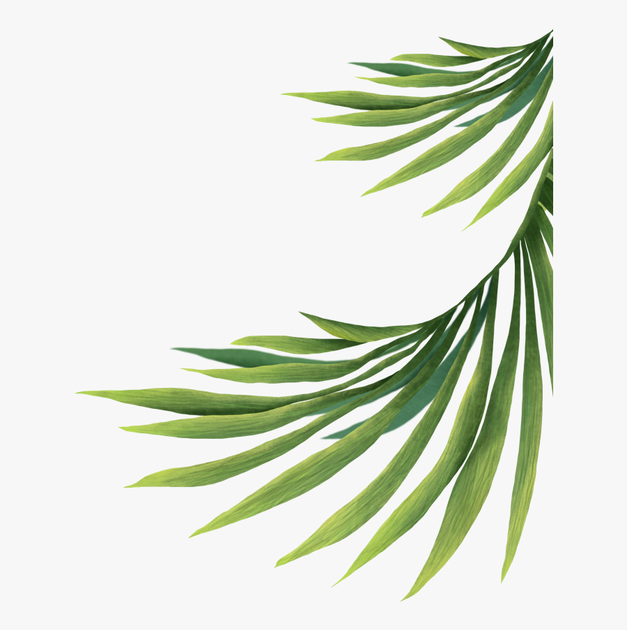 Pond Pine, Transparent Clipart