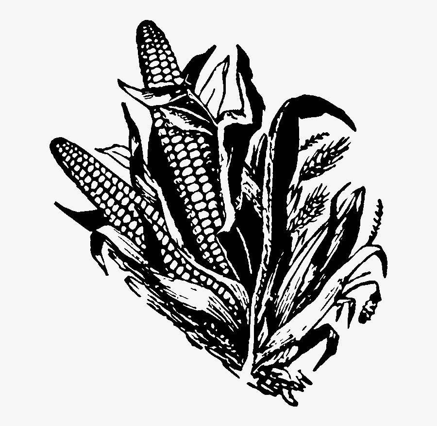 Corn Plant Clipart - Illustration, Transparent Clipart