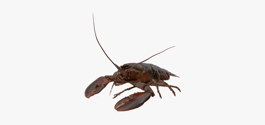 Crawfish Png Free Image Download - American Lobster, Transparent Clipart