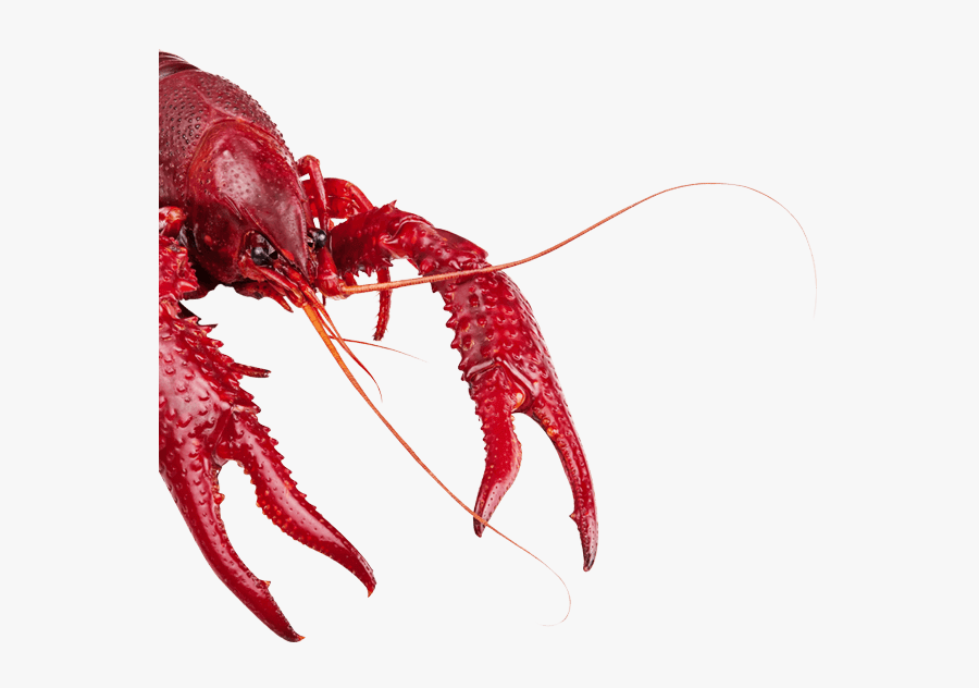 Live Louisiana Crawfish, Transparent Clipart
