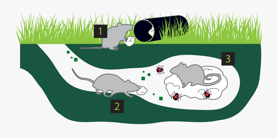 Illustration, Transparent Clipart