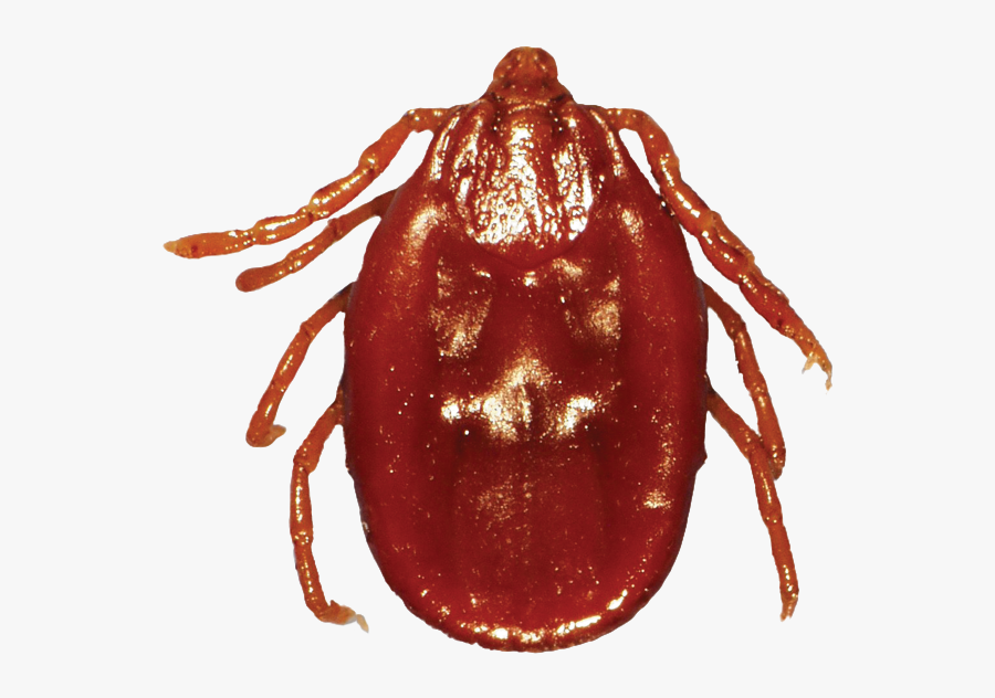 Vector Parasite Tick - Dog Tick Png, Transparent Clipart
