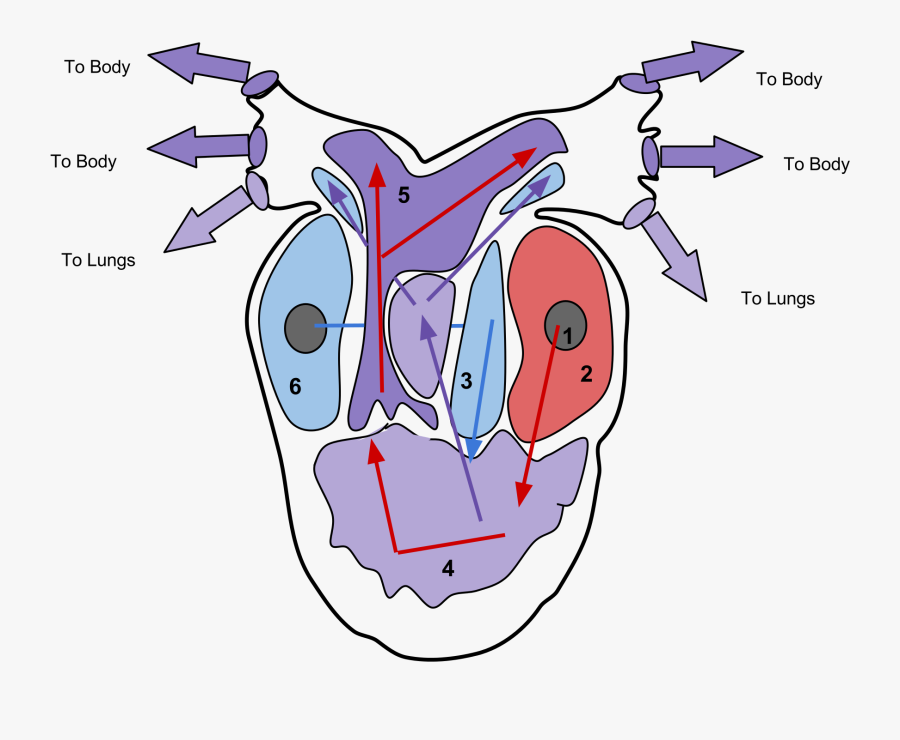 Copy Of Ap Bio - Areas Do Coração, Transparent Clipart