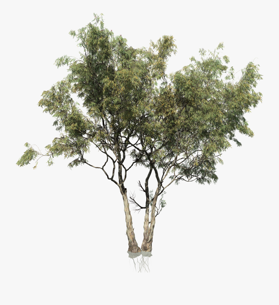 Clip Art Eucalyptus Branches - Red Gum Tree Png, Transparent Clipart