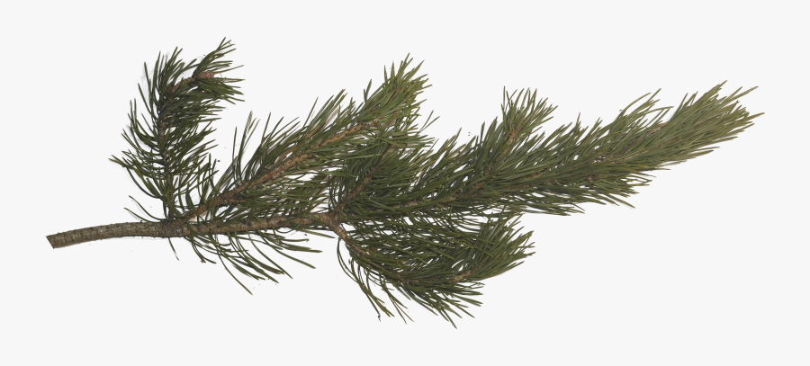 Clip Art Pin By Q On - Pine Tree Branch Png , Free Transparent Clipart
