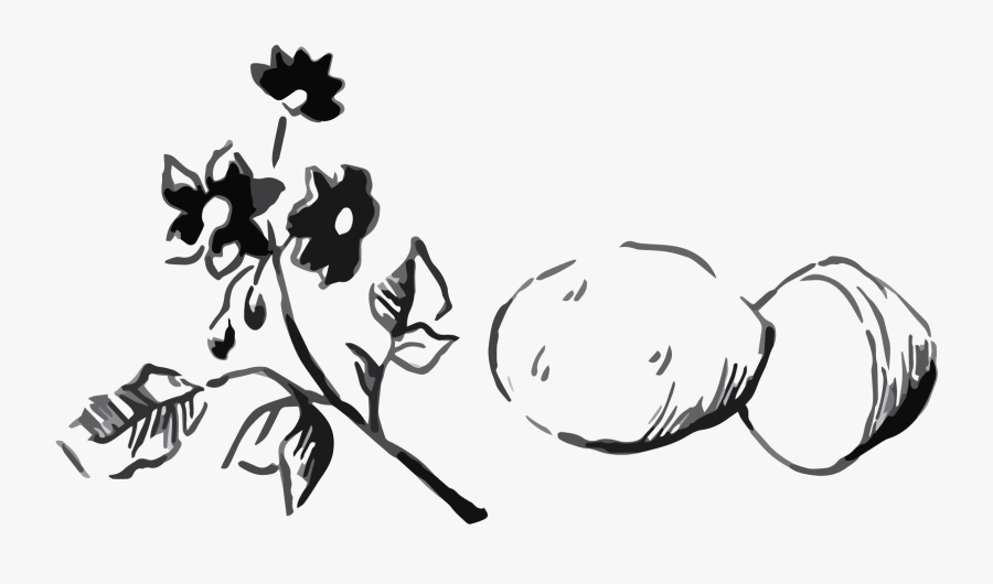 Potatoes Drawing Black And White - Sketch, Transparent Clipart