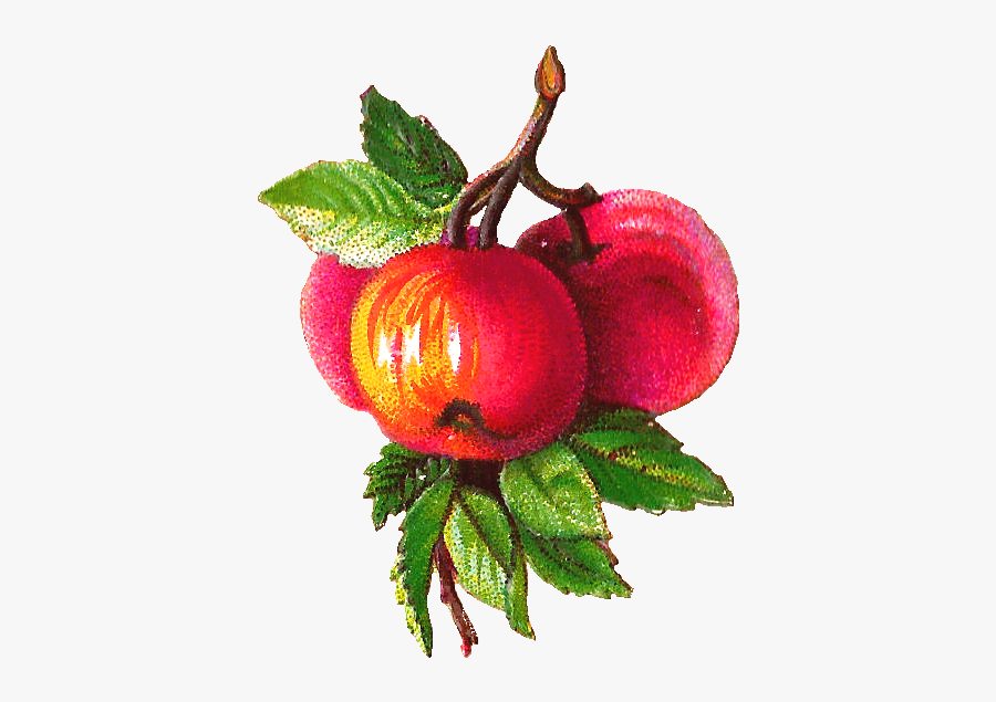 Apple In Branch Transparent, Transparent Clipart
