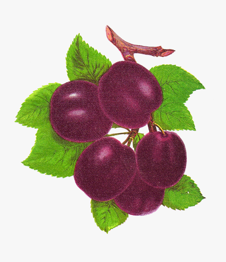 Seedless Fruit, Transparent Clipart