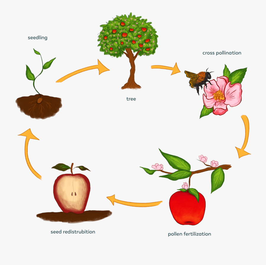 Lifecycle - Life Cycle Of A Plant, Transparent Clipart