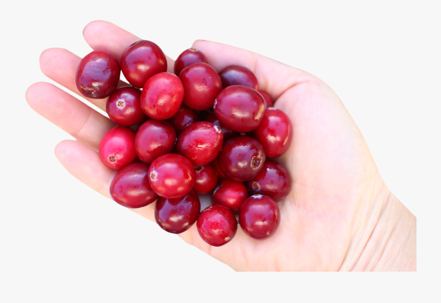 Cranberry In Hand Png Image - Cranberry Transparent, Transparent Clipart