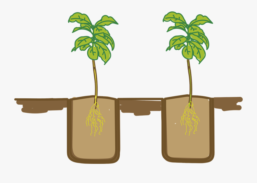 Plants, Seedlings, Sow, Agriculture, Garden, Huerta, Transparent Clipart