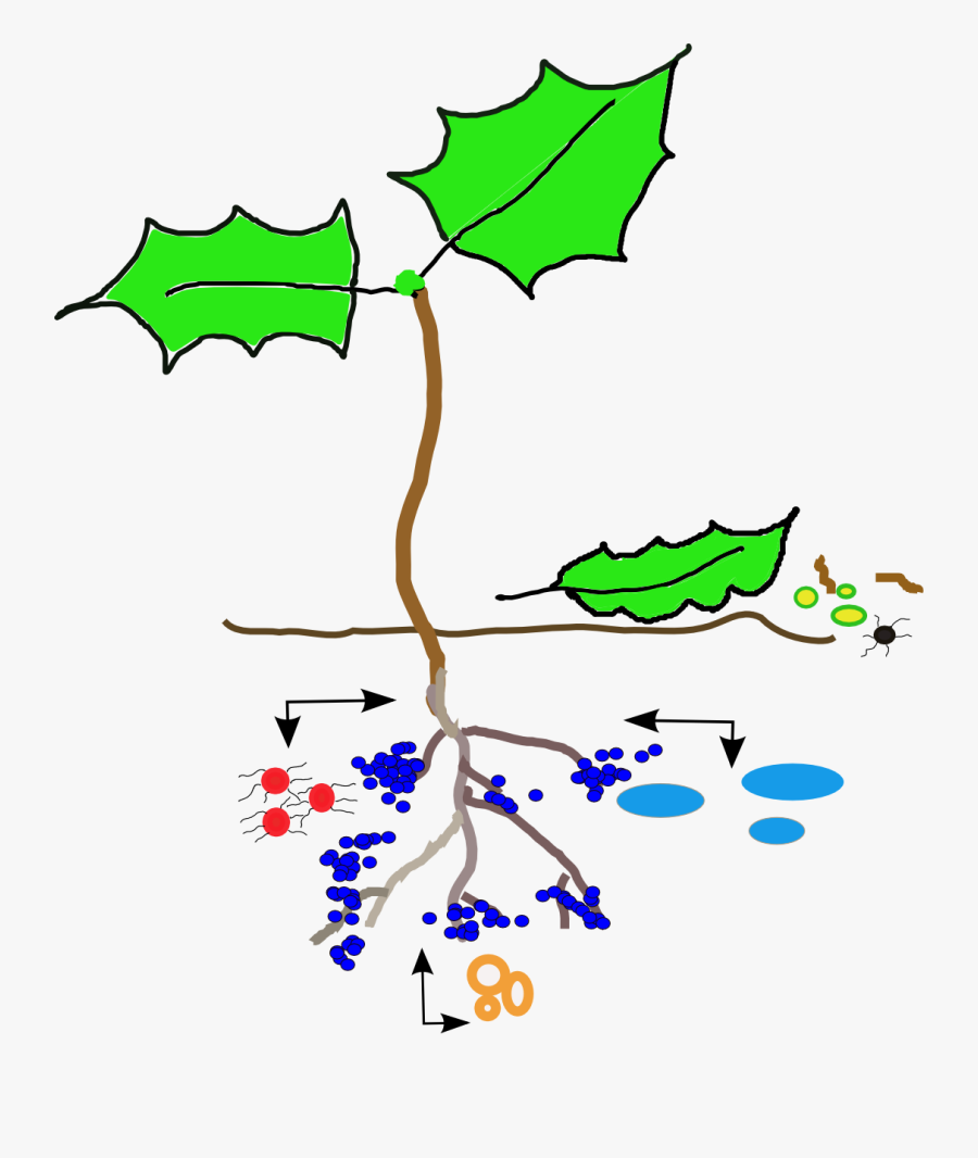 Psf Schematic Describing How Plant Exudates Attract - Illustration, Transparent Clipart