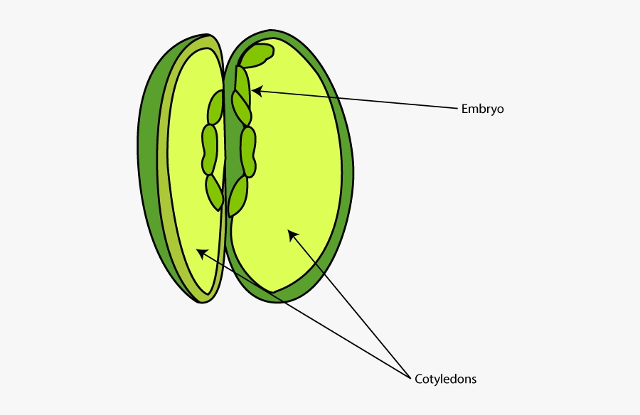 Seed Parts Diagram - Inside A Radish Seed, Transparent Clipart