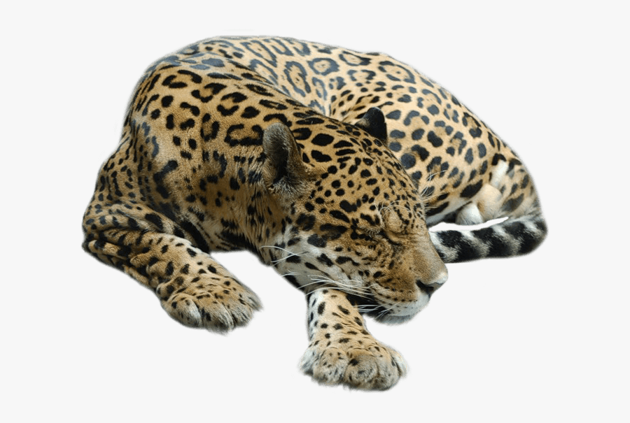 Cheetah Sleeping - Sleeping Cheetah Png, Transparent Clipart