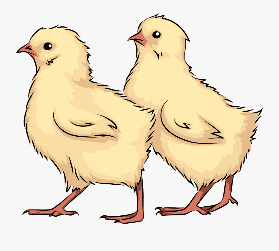 Chicken, Transparent Clipart